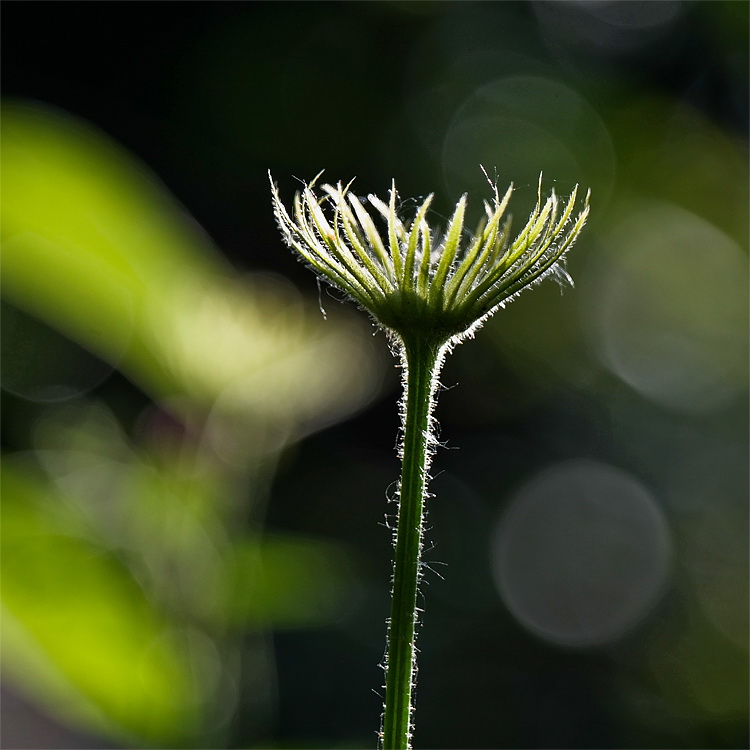 224 Blume SAM_0389 als Smart-Objekt-1 Kopie.jpg